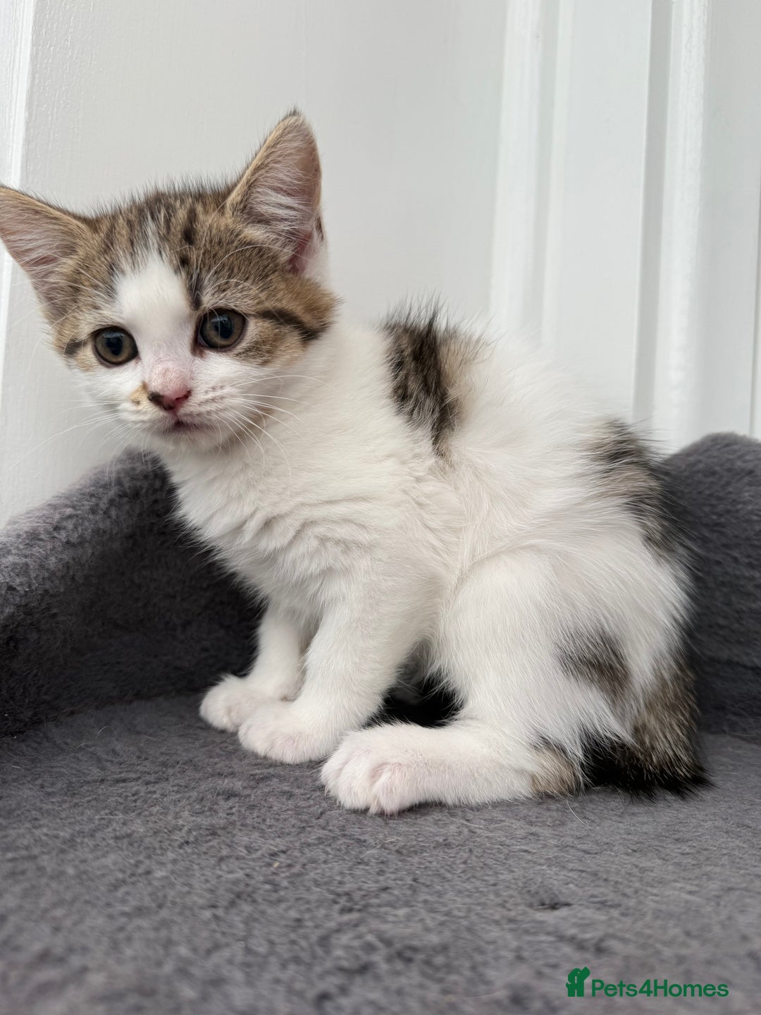 Norwegian Forest Cat cats for sale: Last beautiful girl  - Image 4