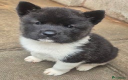 Akita dogs for sale: KC REGISTERED BEAR HEAD AMERICAN AKITA FEMALE PUPS - Image 17