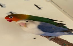 Lovebirds birds for sale: Proven breeding pair for Sale - Image 8