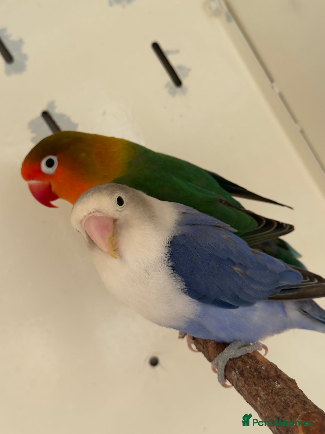 Lovebirds birds for sale: Proven breeding pair for Sale - Image 8