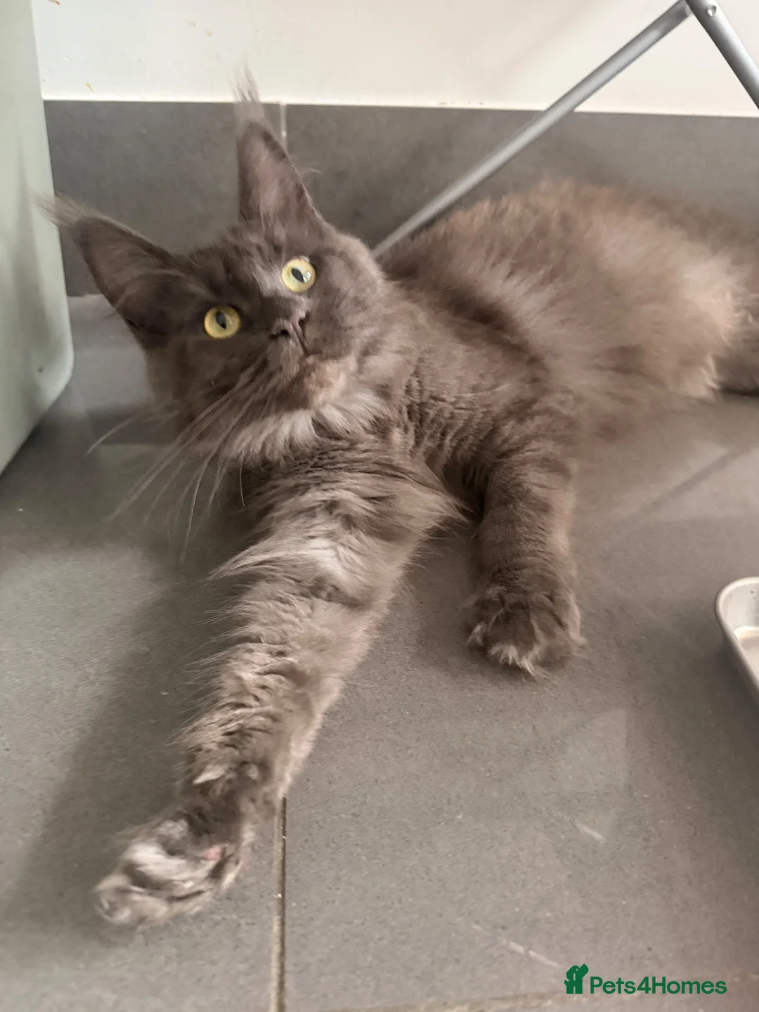 Maine Coon cats for sale: Maine coon  - Advert 2