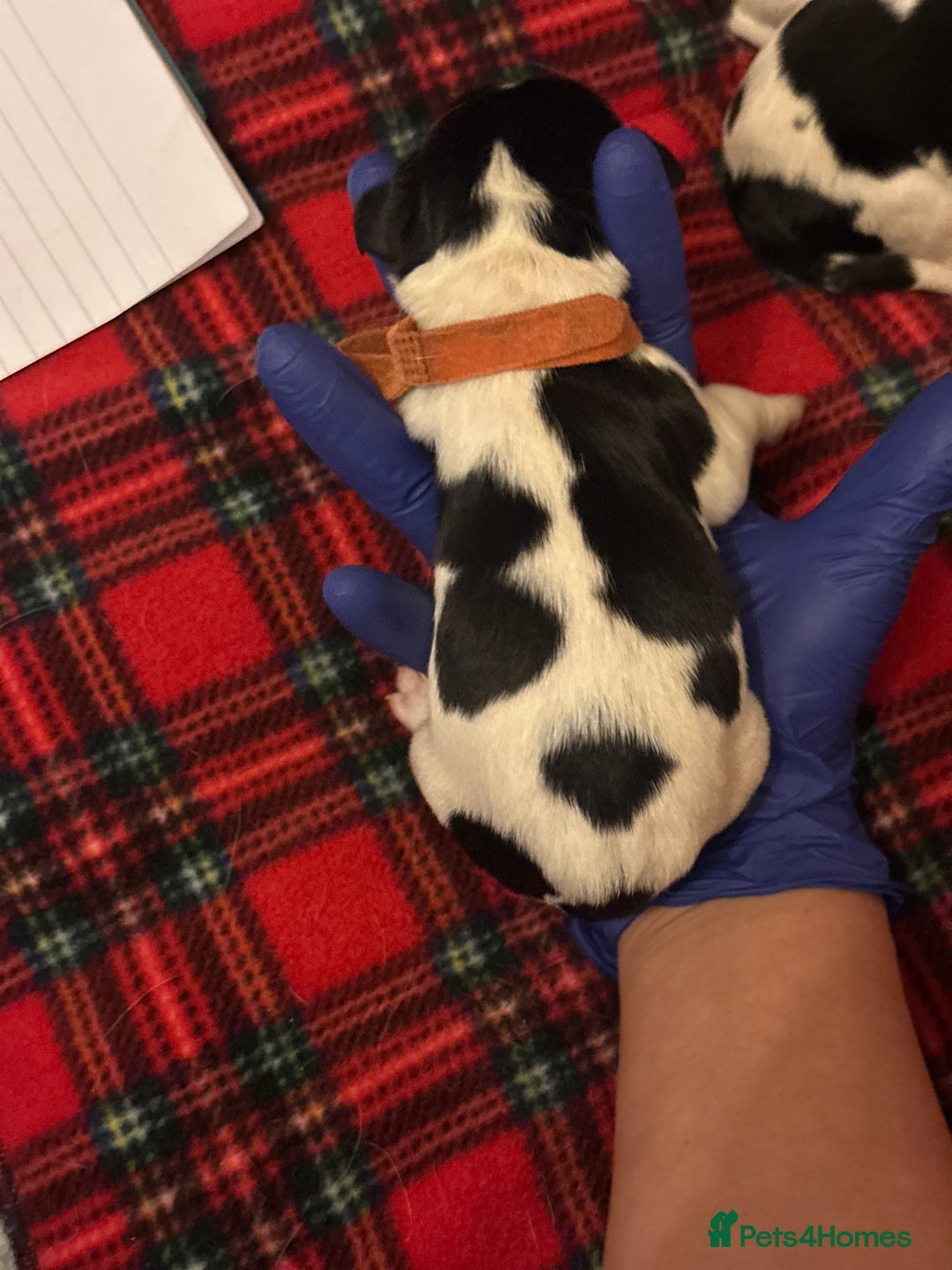 English Springer Spaniel dogs for sale: English springer spaniel.Ready to leave 21/11/25 - Image 19