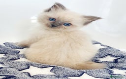 Ragdoll cats for stud: *STUD* GCCF & TICA REGISTERED ACTIVE BLUEPOINT BOY in Oldham - Image 16