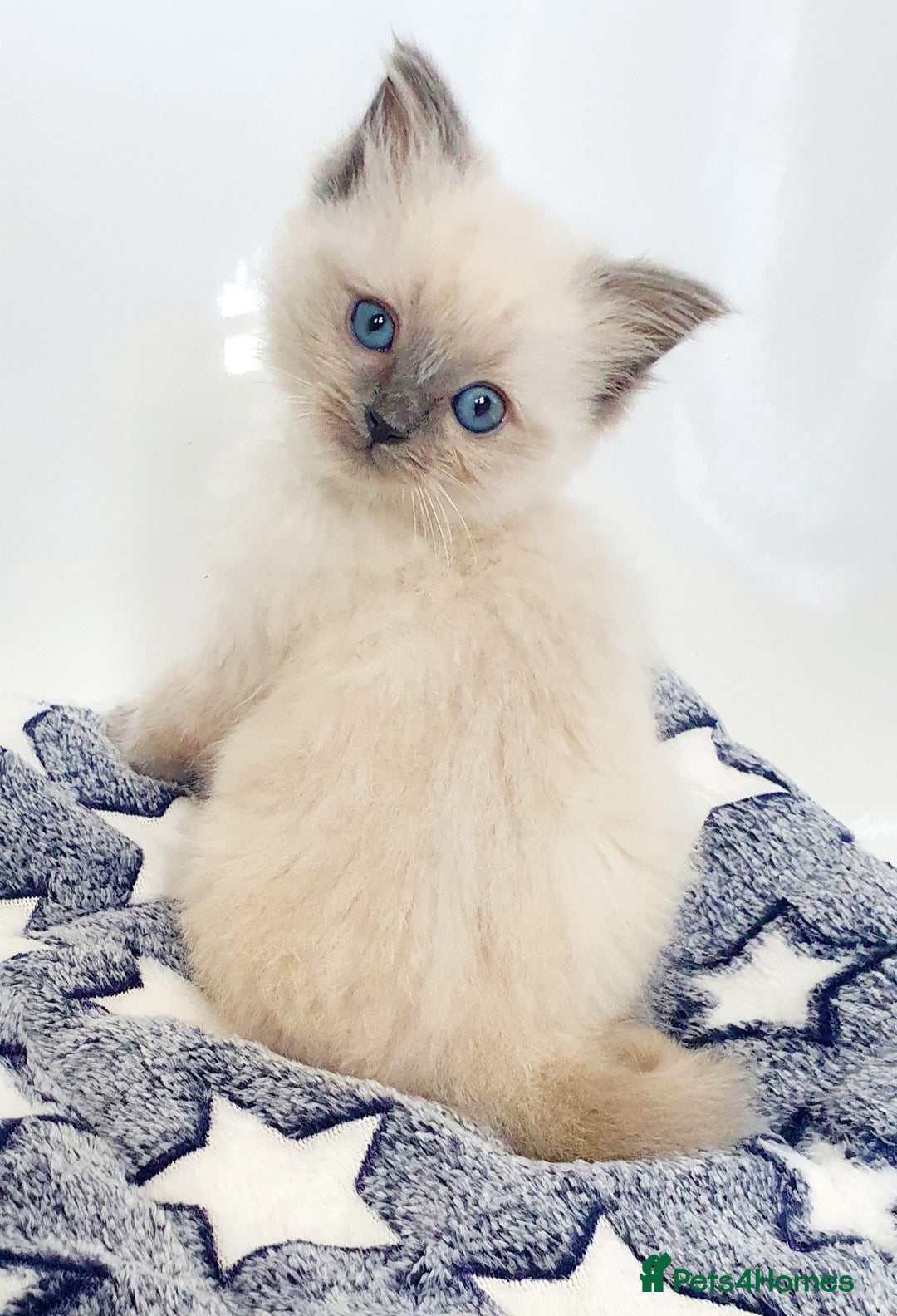 Ragdoll cats for stud: *STUD* GCCF & TICA REGISTERED ACTIVE BLUEPOINT BOY in Oldham - Image 16