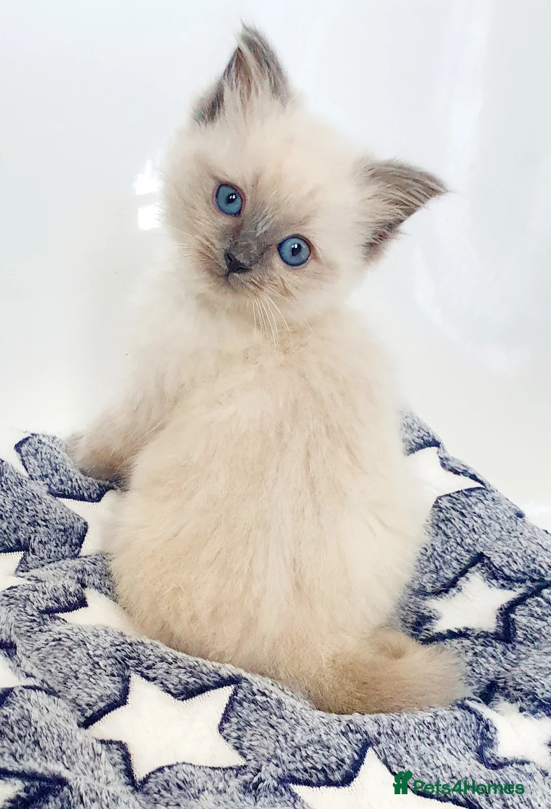 Ragdoll cats for stud: *STUD* GCCF & TICA REGISTERED ACTIVE BLUEPOINT BOY in Oldham - Advert 16