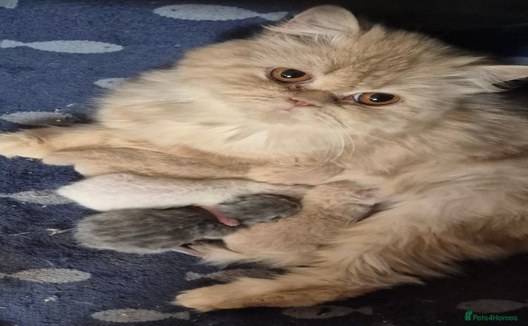 Mixed Breed cats Persian x british short hair - Advert 1