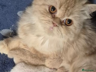 Mixed Breed cats Persian x british short hair - Advert 1