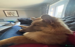 German Shepherd dogs for sale: Beautiful Isabella 10month old female  - Image 2