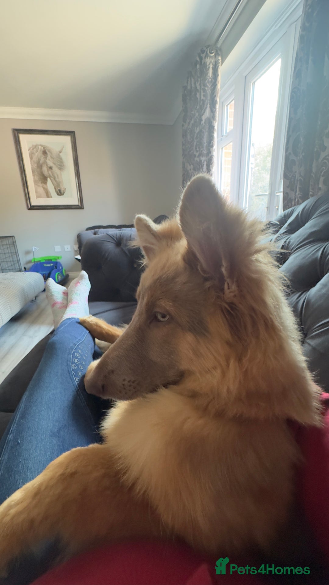 German Shepherd dogs for sale: Beautiful Isabella 10month old female  - Image 2