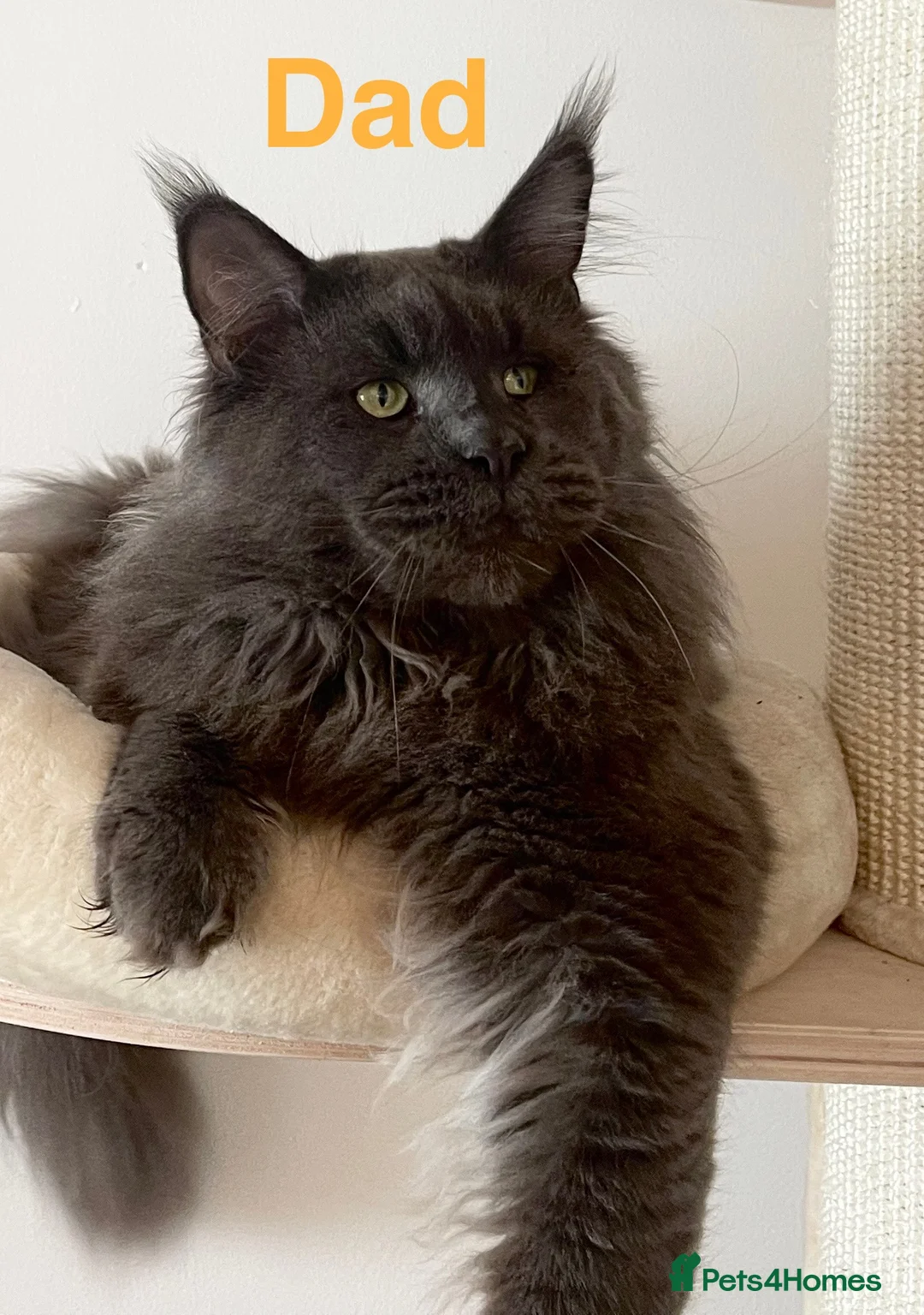 Maine Coon cats for sale: Champions - Bloodline Purebred Maine Coon Kittens - Advert 11