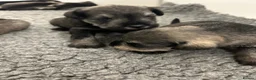 Miniature Schnauzer dogs for sale: Mini Schnauzer  - Advert 12