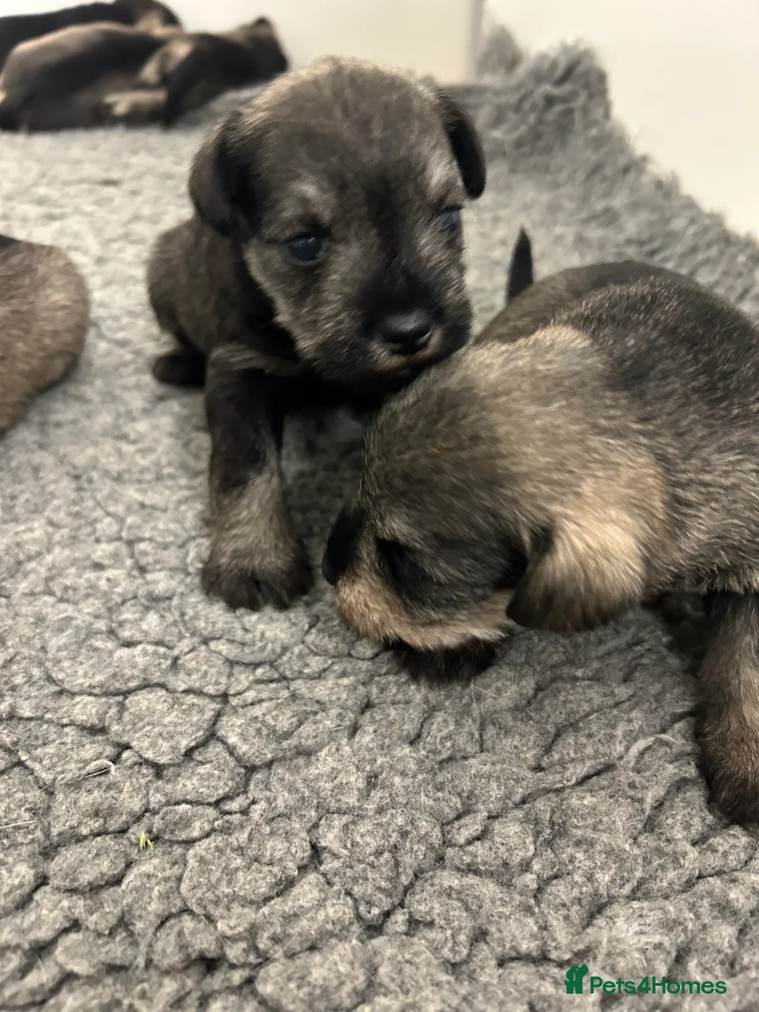 Miniature Schnauzer dogs for sale: Mini Schnauzer  - Advert 12