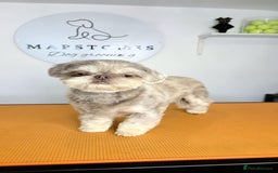 Shih Tzu dogs for sale: Imperial Dobie Shih Tzu's  - Image 7