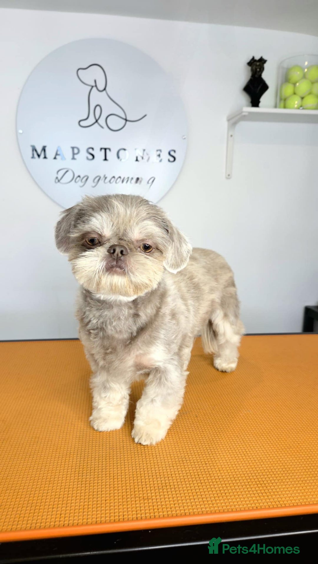 Shih Tzu dogs for sale: Imperial Dobie Shih Tzu's  - Image 7