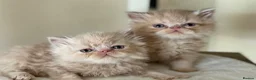 Persian cats for sale: GCCF registered Persian kittens 💙 - Advert 18