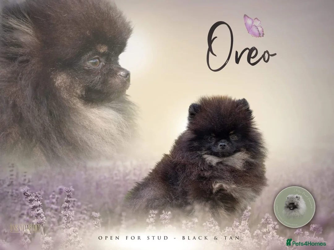 Pomeranian dogs for stud: Biggest Quality Pom StudTeam In uk  in Pontefract - Advert 12