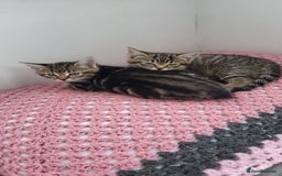 Mixed Breed cats for sale: Mixed breed, both female, ready to go now! - Image 1