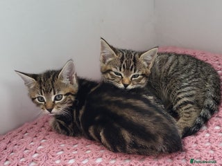 Mixed Breed cats for sale - Advert 1