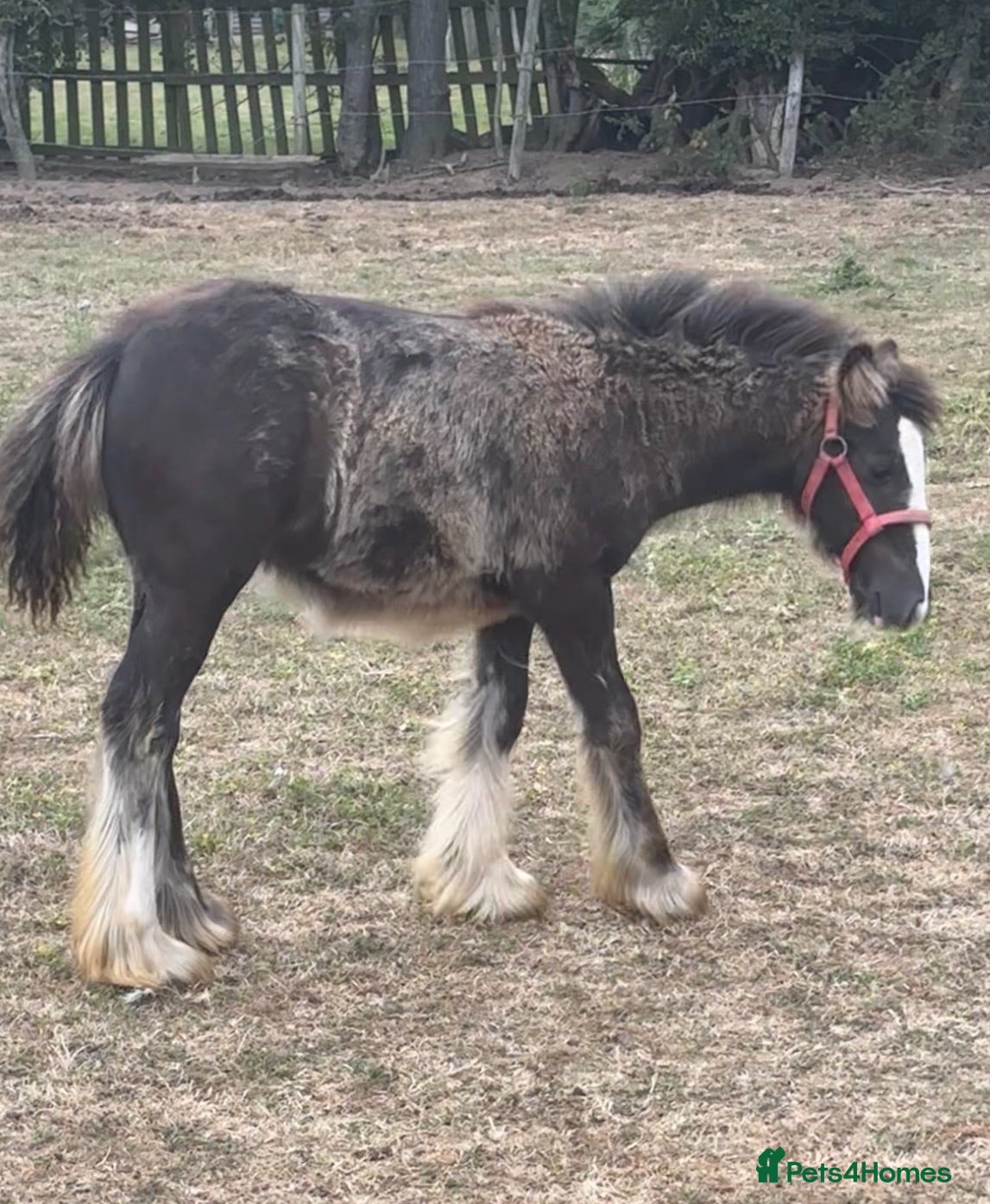 Miniature horses 6-Month-Old Mini Cob Colt Foal – Full of Potential - Advert 1