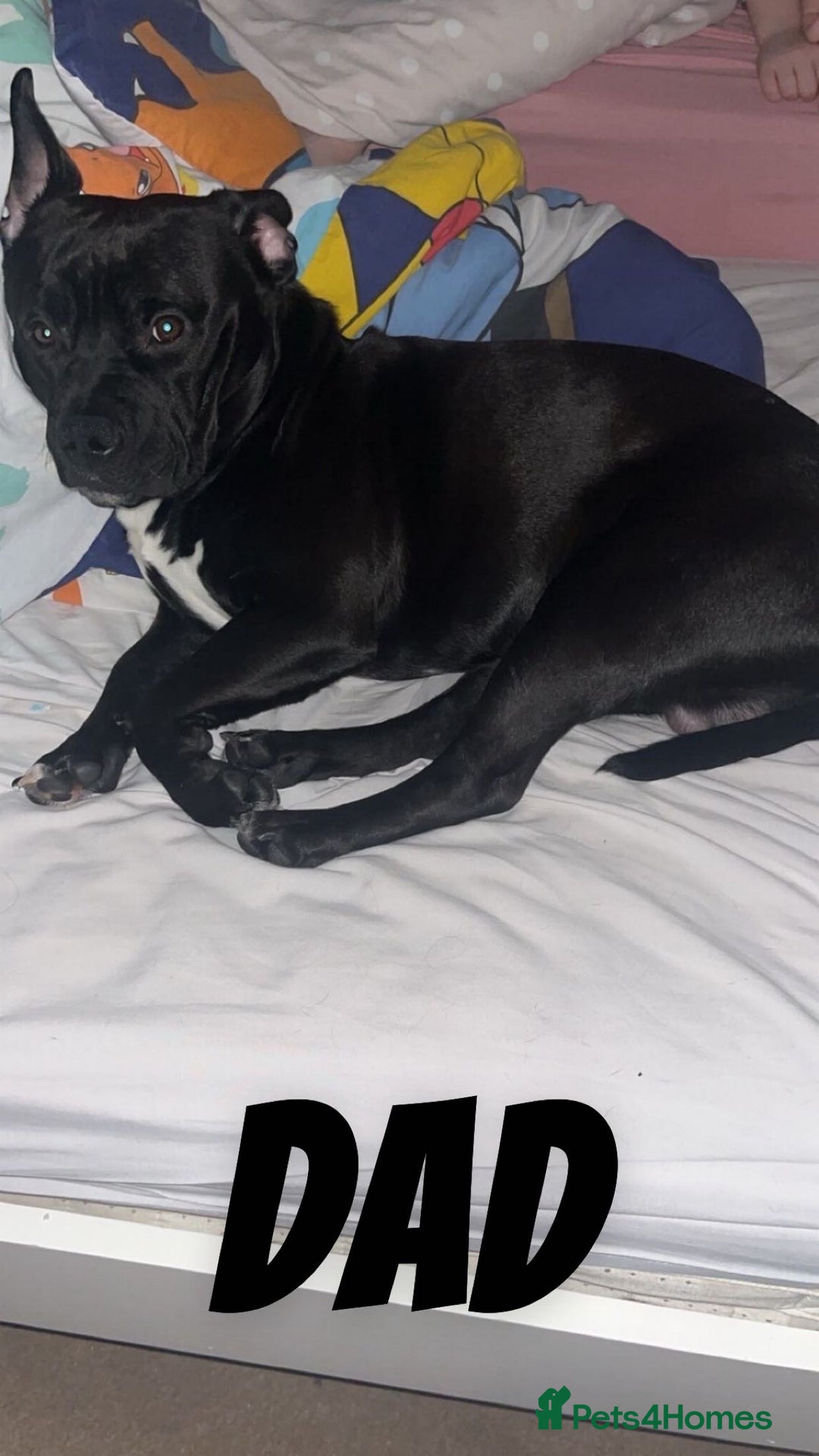 Mixed Breed dogs for sale: 11 Lurcher x Staffy pups for Sale! - Advert 35