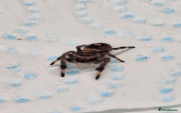 Spiders invertebrates for sale: Jumping spider slings  - Image 1