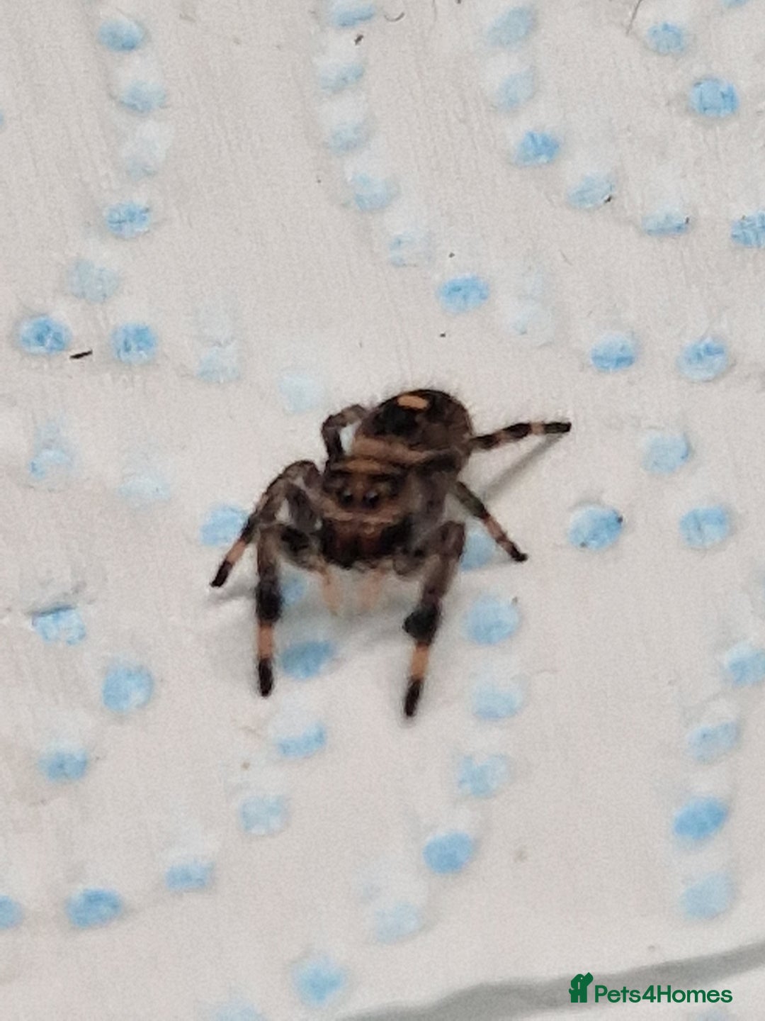 Spiders invertebrates for sale: Jumping spider slings  - Image 1