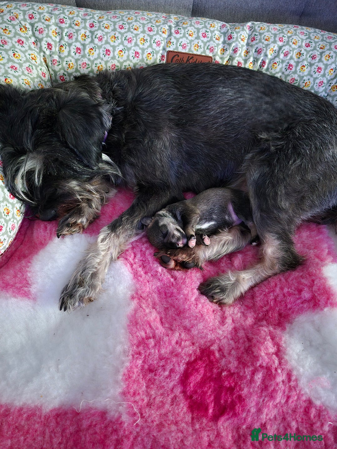 Miniature Schnauzer dogs for sale: Adorable Princess Miniature Shnauzer  - Advert 13