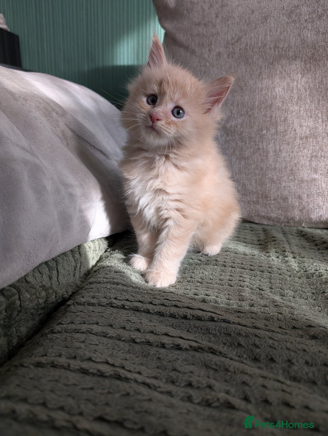 Maine Coon cats for sale: Beautiful Maine Coon Kittens - Image 29