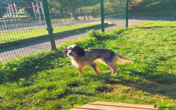 English Setter dogs for adoption: Lister (now Albie) - Image 7