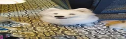 Samoyed dogs for sale: Samoyed puppy for rehoming - Advert 16