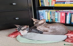 Cornish Rex cats for sale: Selling our beautiful Cornish Rex brothers - Image 12