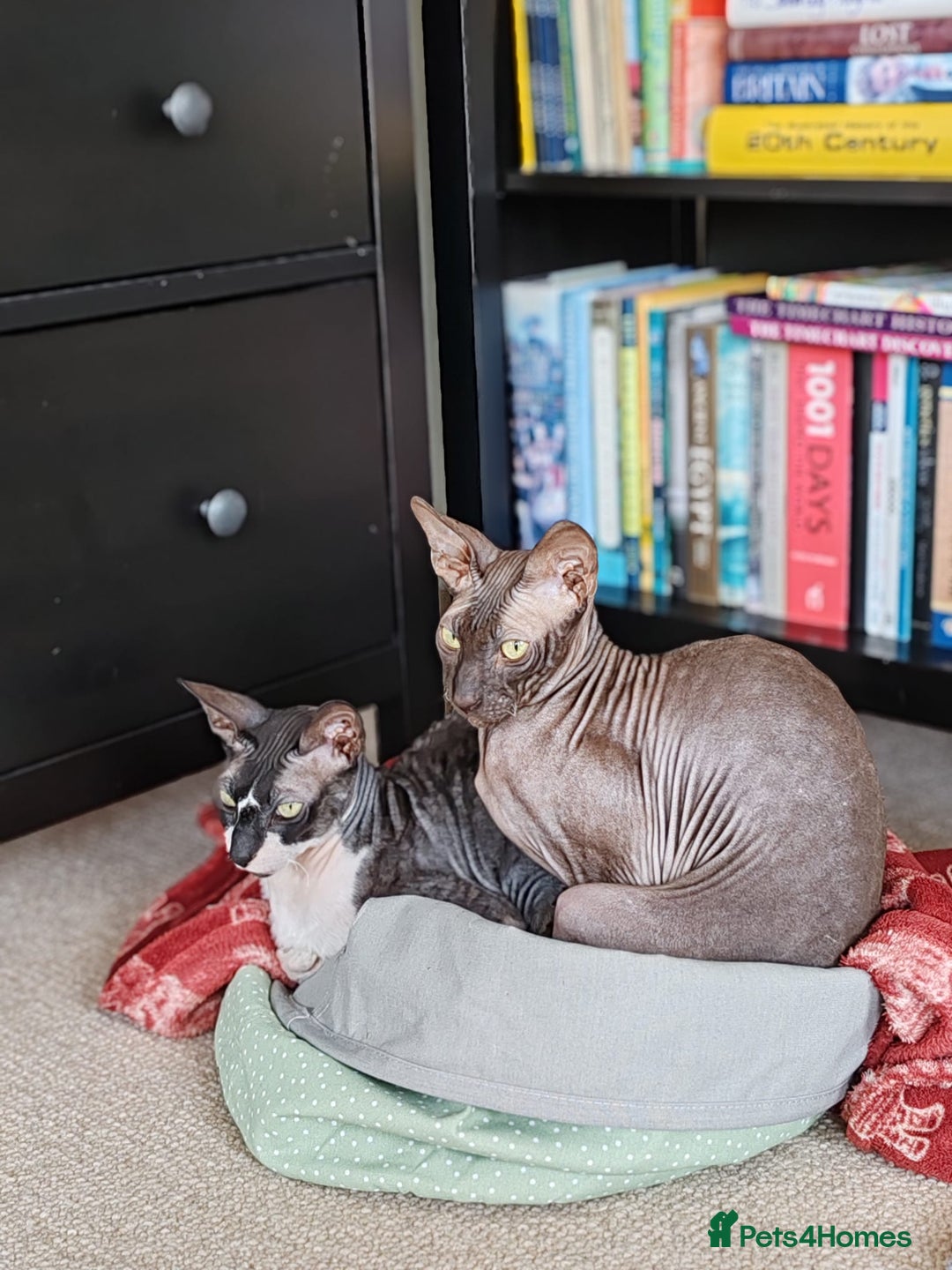 Cornish Rex cats for sale: Selling our beautiful Cornish Rex brothers - Image 12