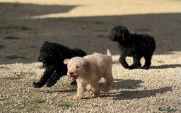 Labradoodle dogs for sale: F1b 3rd generation Labradoodles  - Image 14