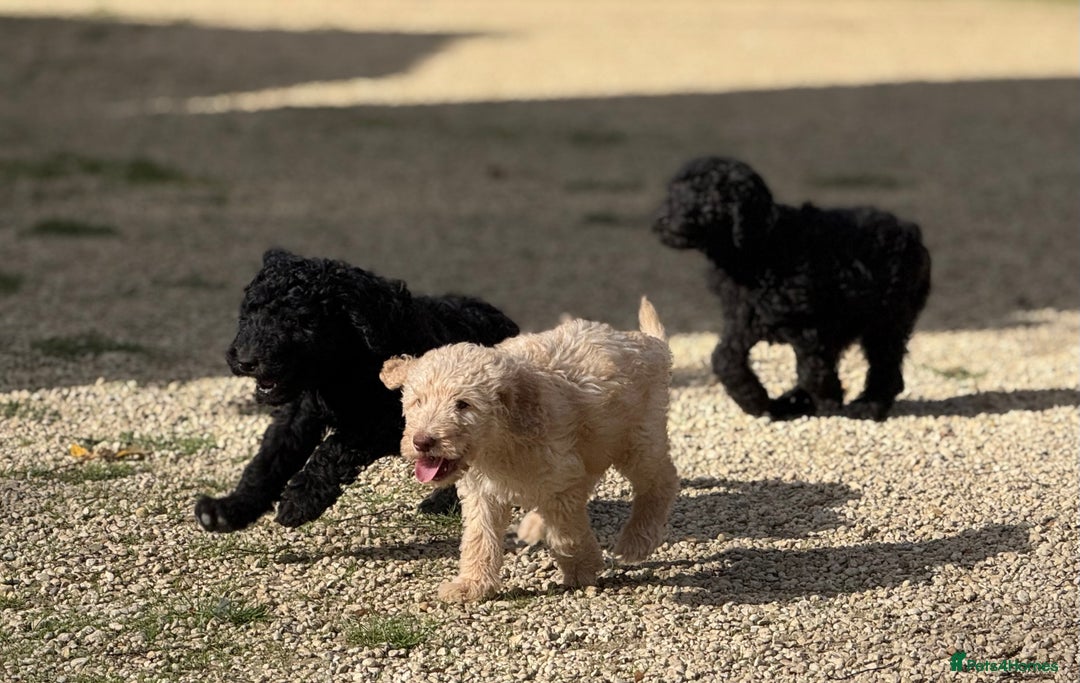 Labradoodle dogs for sale: F1b 3rd generation Labradoodles  - Image 14