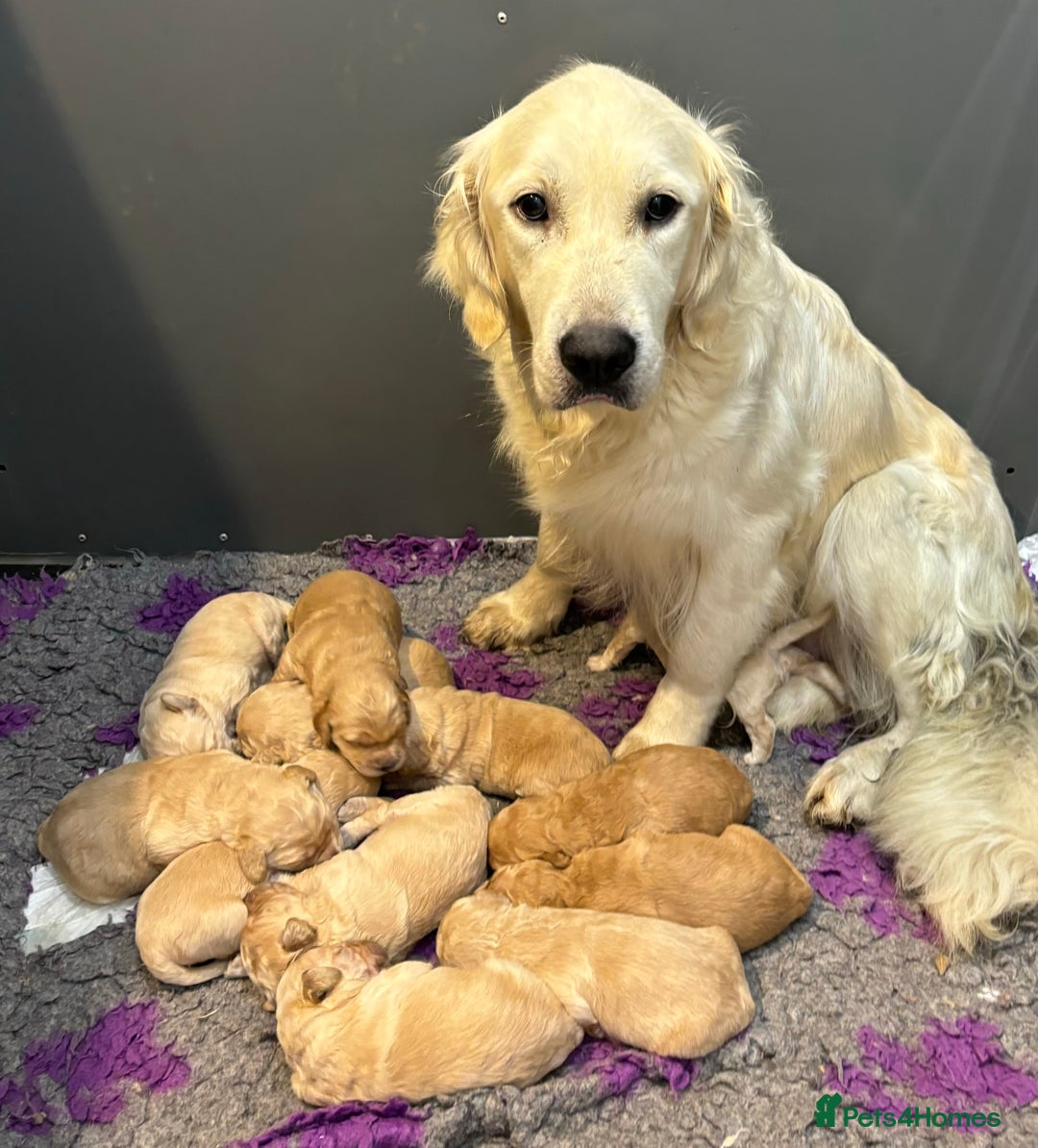 Goldendoodle dogs for sale: Gorgeous F1 Golden Doodles ❤️ - Advert 12