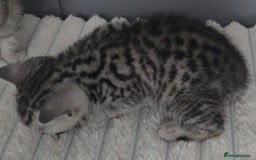 British Shorthair cats for sale: Beautiful gccf registered bsh kittens  - Image 11