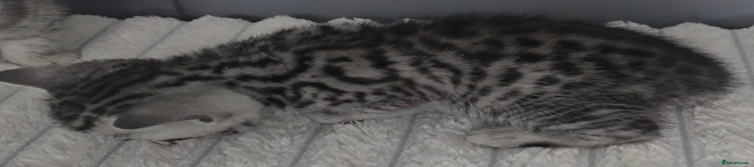 British Shorthair Kitten 6