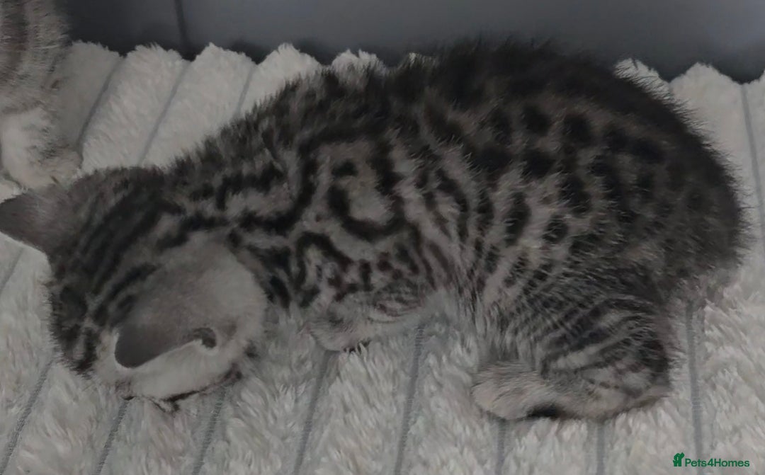 British Shorthair cats for sale: Beautiful gccf registered bsh kittens  - Image 11