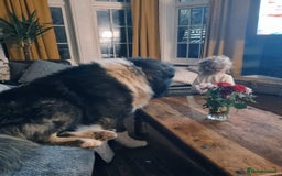 Caucasian Shepherd Dog dogs for sale: Caucasian Shepherd  - Advert 5