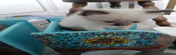Ragdoll cats for sale: GCCF Registered ragdoll kittens available 28 Aug.  in Lincoln - Advert 5