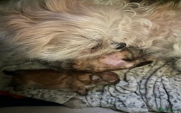 Mixed Breed dogs for sale: Beautiful Malshi-Poo Puppies (Shmoodles) ❤️ - Image 16