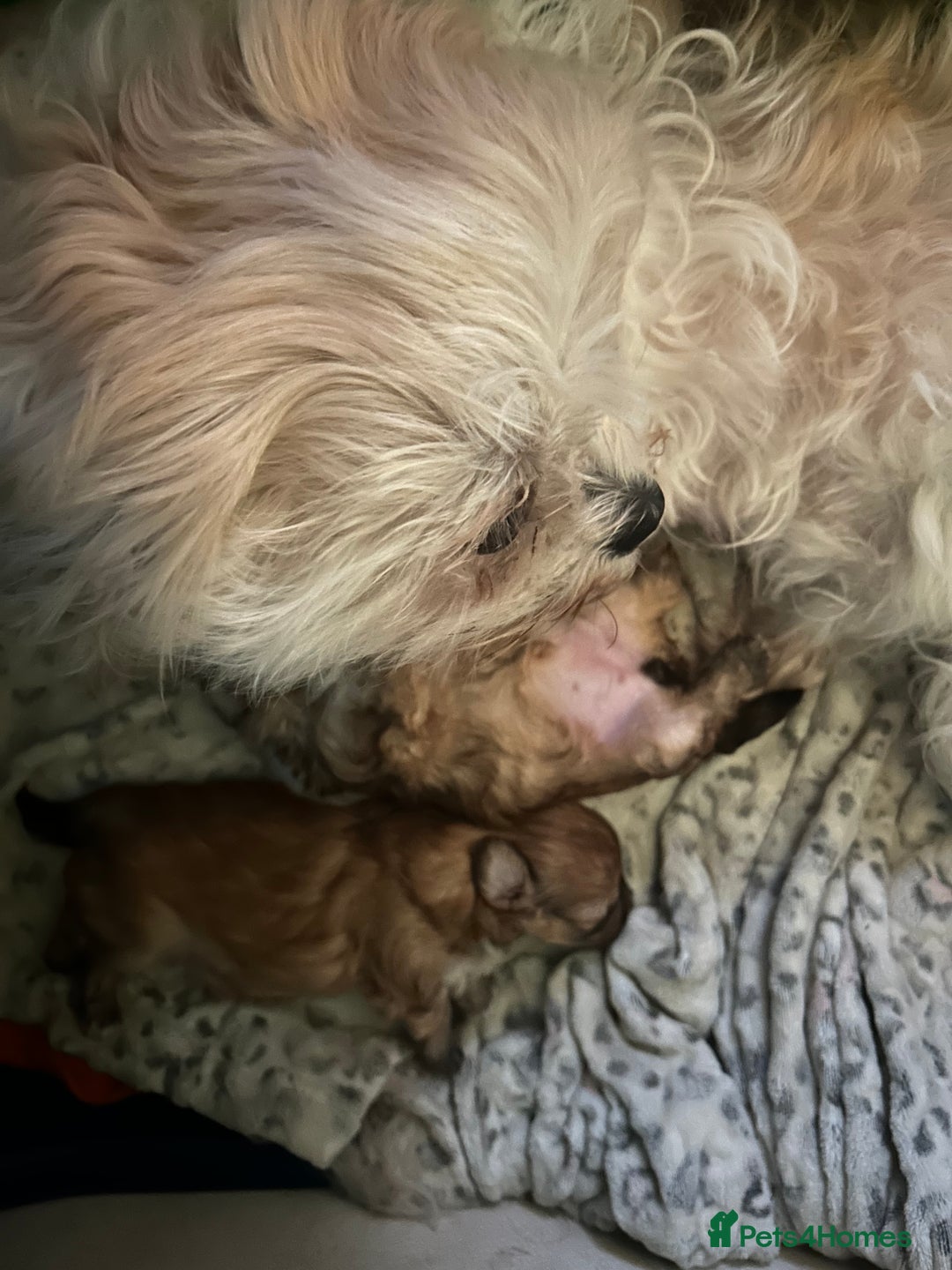 Mixed Breed dogs for sale: Beautiful Malshi-Poo Puppies (Shmoodles) ❤️ - Image 16