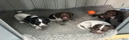 Cocker Spaniel dogs for sale: Quality health tested working cocker puppies - Advert 15