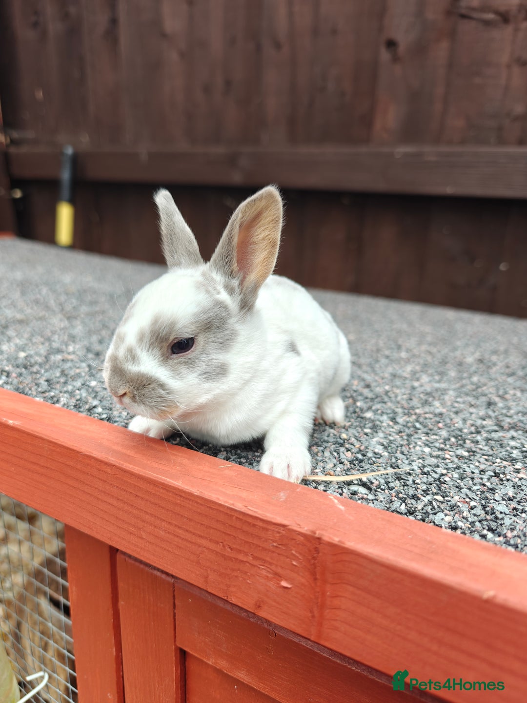 Rex rabbits for sale: Mixed litter of Mini Rex  - Image 6