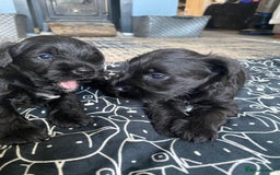 Miniature Schnauzer dogs for sale: KC Registered Black Miniature Schnauzer Pups  - Image 7