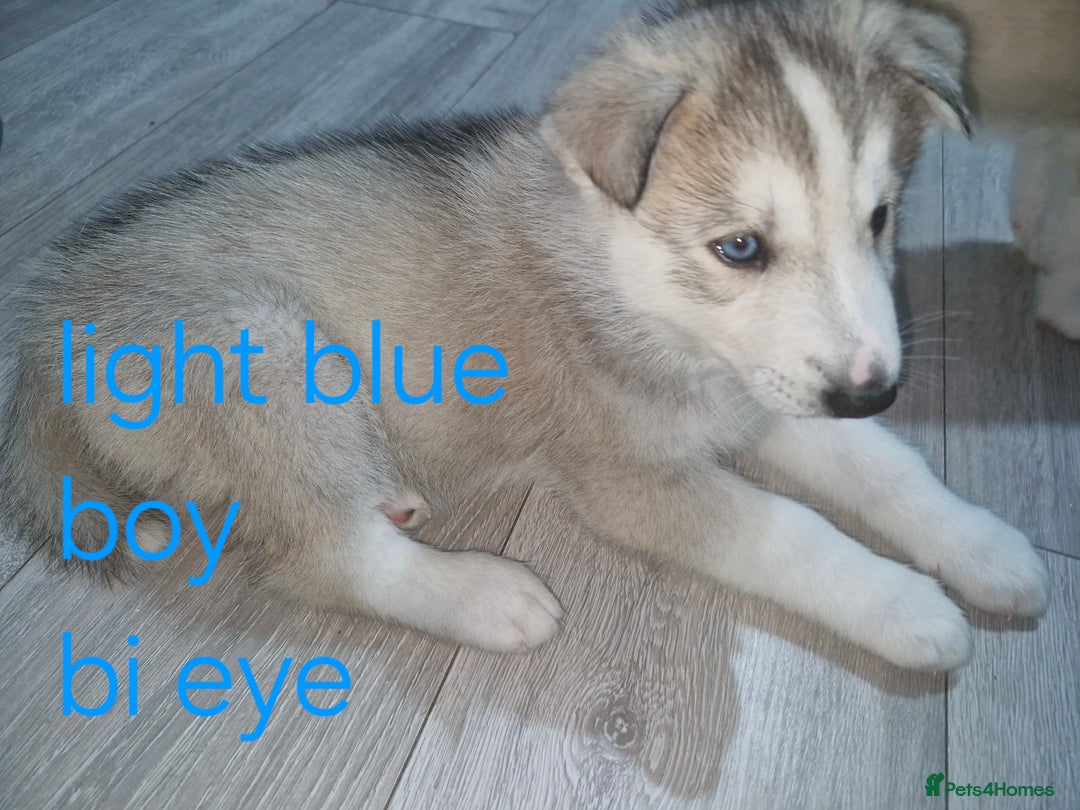 Siberian Husky dogs for sale: 8 husky pups - Advert 10
