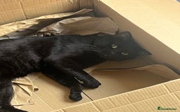 Bengal cats for sale: Free male Bengal needing his forever home  - Image 5