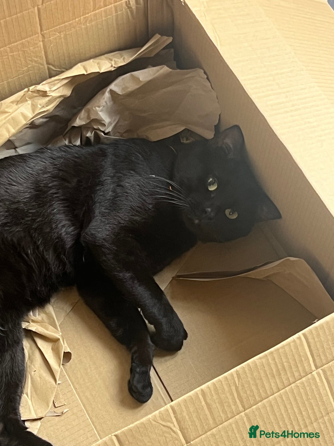 Bengal cats for sale: Free male Bengal needing his forever home  - Image 5