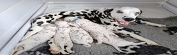 Dalmatian dogs for sale: Show Line LUA KC Dalmatian Puppies - Licensed - Advert 7