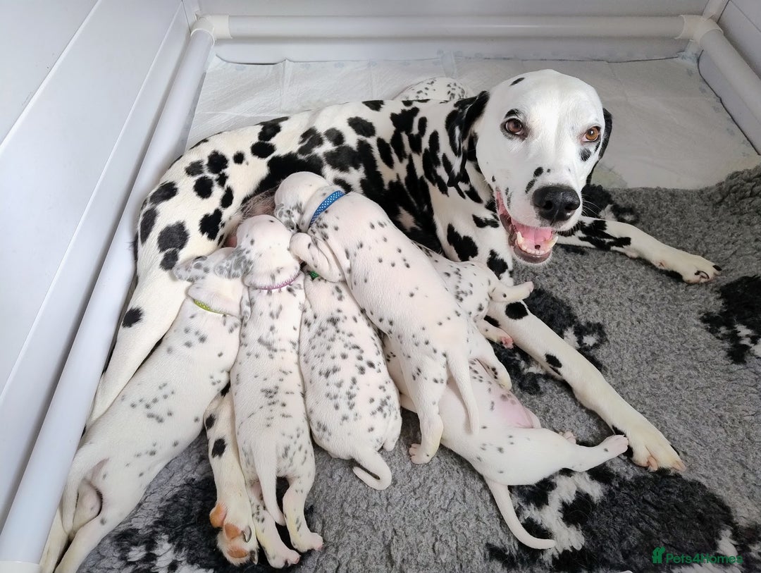 Dalmatian dogs for sale: Show Line LUA KC Dalmatian Puppies - Licensed - Advert 7